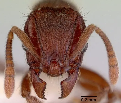 Lordomyrma azumai specimen