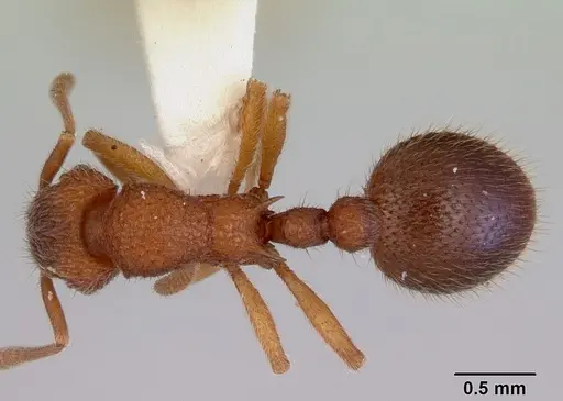 Lordomyrma azumai - CASENT0172484