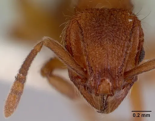 Lordomyrma azumai - CASENT0172484