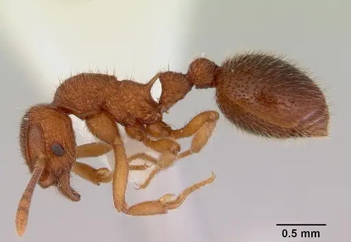 Lordomyrma azumai - CASENT0172484