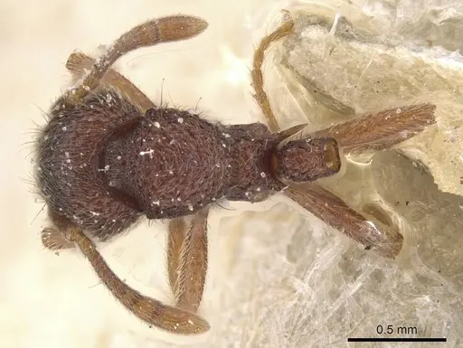 Lordomyrma azumai - CASENT0913959