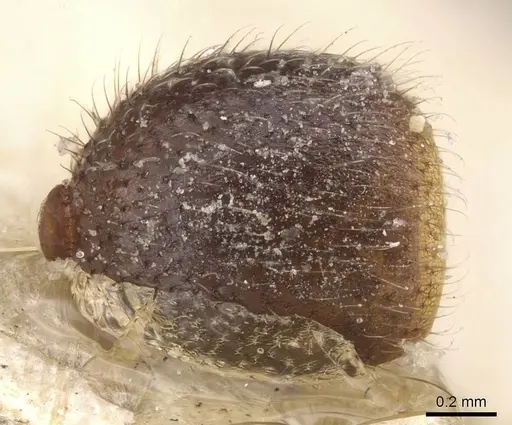 Lordomyrma azumai - CASENT0913959