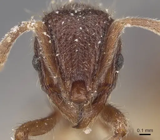 Lordomyrma azumai - CASENT0913959