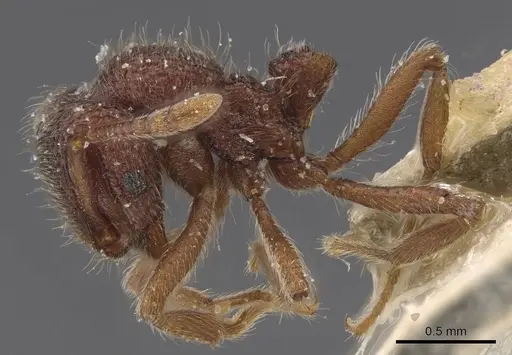 Lordomyrma azumai - CASENT0913959