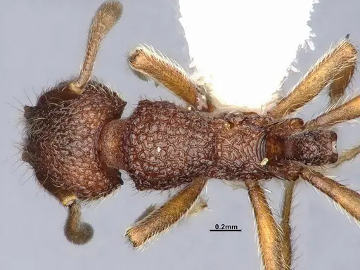 Lordomyrma azumai - CASENT4032442