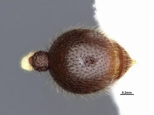 Lordomyrma azumai - CASENT4032442