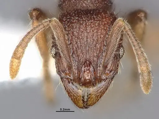 Lordomyrma azumai - CASENT4032442