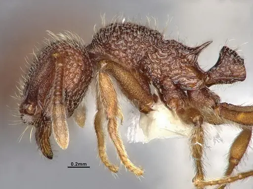 Lordomyrma azumai - CASENT4032442