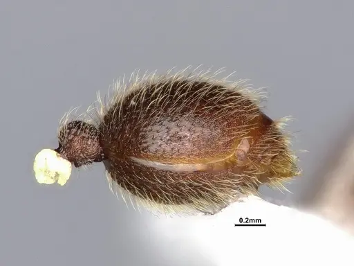 Lordomyrma azumai - CASENT4032442