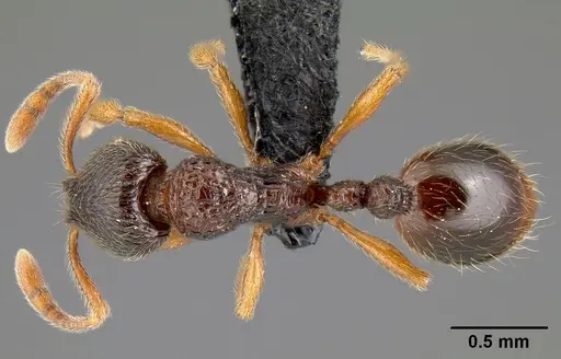 Lordomyrma bhutanensis specimen