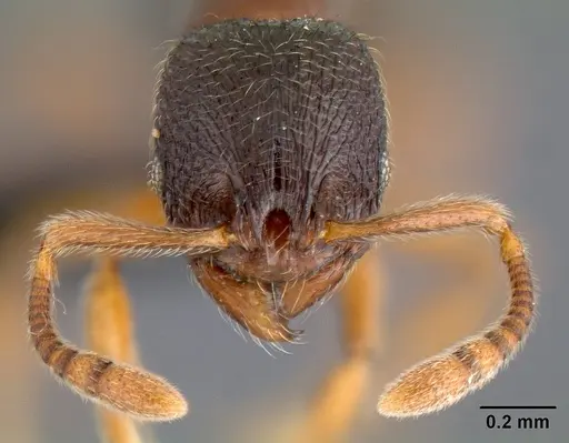 Lordomyrma bhutanensis specimen