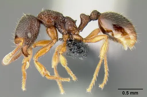 Lordomyrma bhutanensis specimen