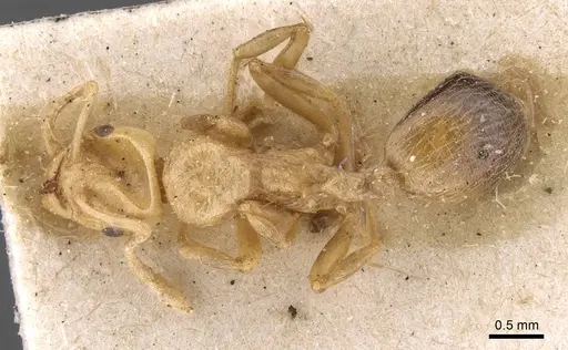 Lordomyrma caledonica specimen