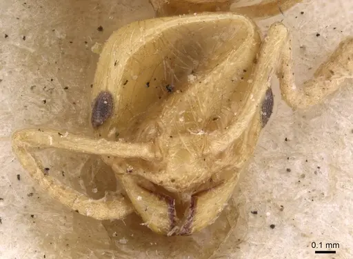 Lordomyrma caledonica specimen