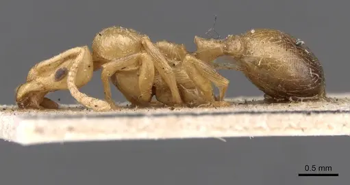 Lordomyrma caledonica specimen