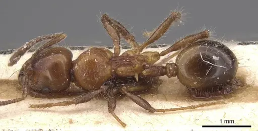 Lordomyrma caledonica - CASENT0915402