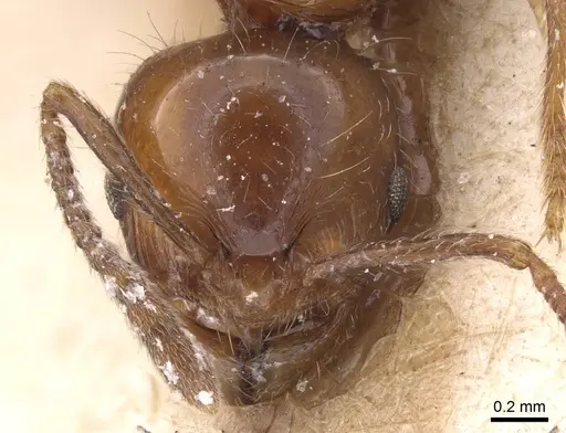 Lordomyrma caledonica - CASENT0915402