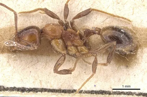 Lordomyrma caledonica - CASENT0915402