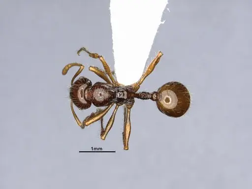 Lordomyrma caledonica - CASENT4032453