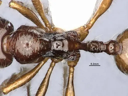 Lordomyrma caledonica - CASENT4032453