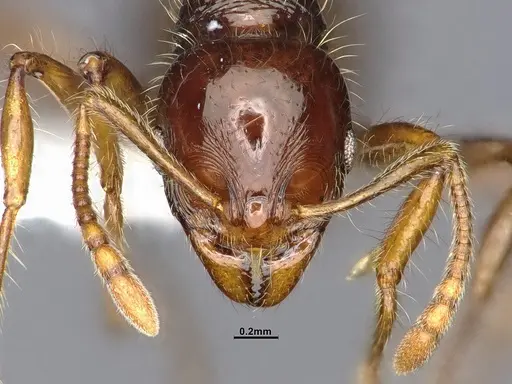 Lordomyrma caledonica - CASENT4032453