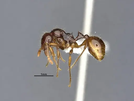 Lordomyrma caledonica - CASENT4032453