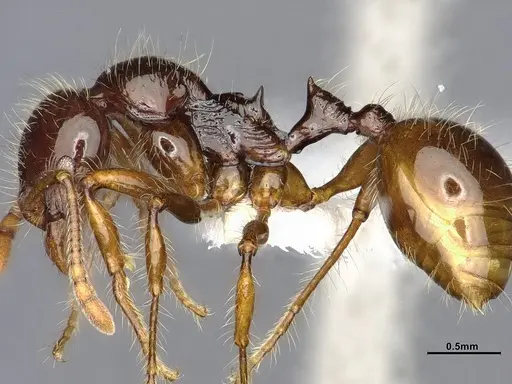 Lordomyrma caledonica - CASENT4032453