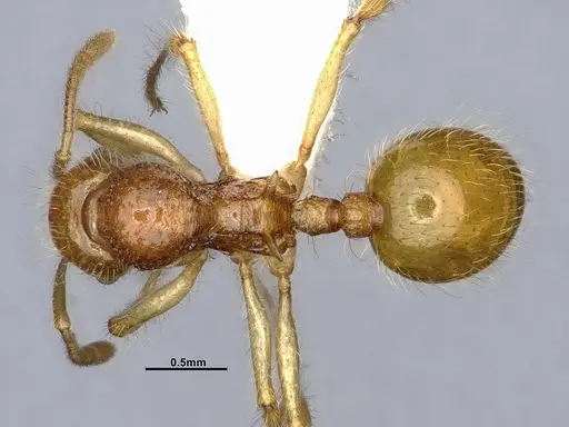 Lordomyrma caledonica - CASENT4032454