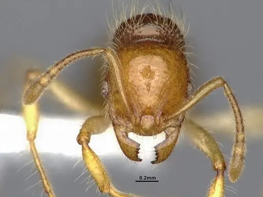 Lordomyrma caledonica - CASENT4032454