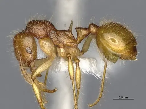 Lordomyrma caledonica - CASENT4032454