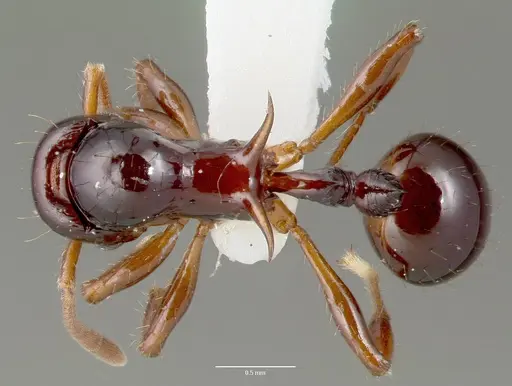Lordomyrma crawleyi specimen