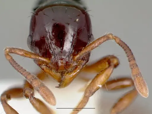 Lordomyrma crawleyi specimen