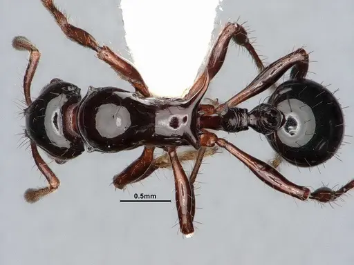 Lordomyrma crawleyi - CASENT0885528