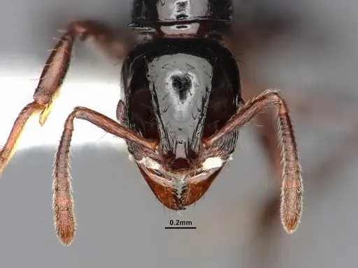 Lordomyrma crawleyi - CASENT0885528