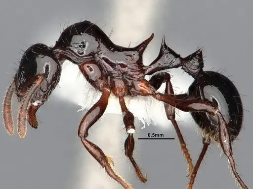 Lordomyrma crawleyi - CASENT0885528