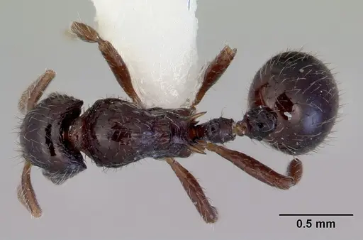 Lordomyrma cryptocera specimen