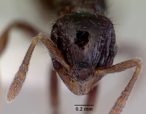 Lordomyrma cryptocera specimen