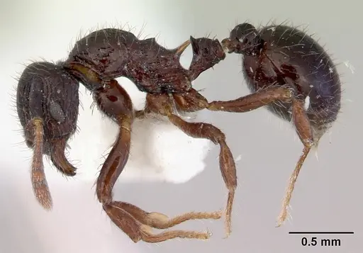 Lordomyrma cryptocera specimen