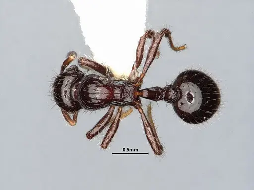 Lordomyrma cryptocera - CASENT0884867