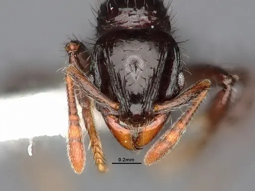 Lordomyrma cryptocera - CASENT0884867