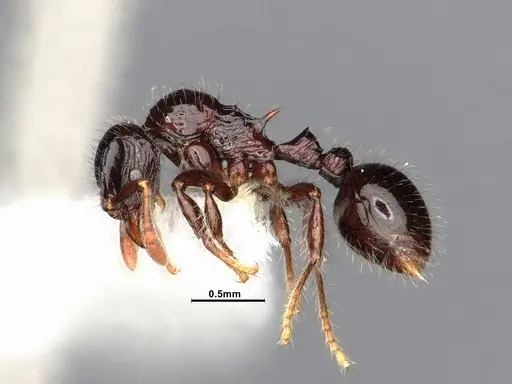 Lordomyrma cryptocera - CASENT0884867