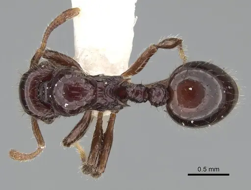 Lordomyrma cryptocera - CASENT0922237