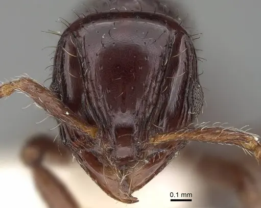 Lordomyrma cryptocera - CASENT0922237