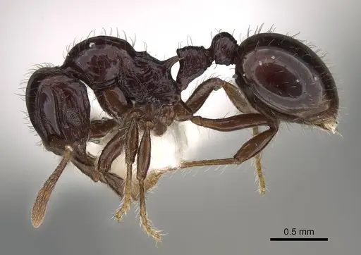 Lordomyrma cryptocera - CASENT0922237