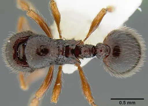 Lordomyrma curvata specimen