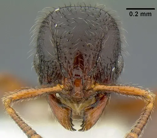 Lordomyrma curvata specimen