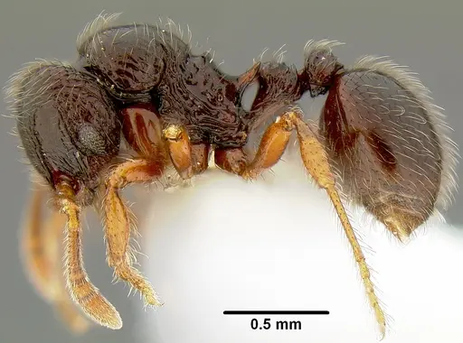 Lordomyrma curvata specimen