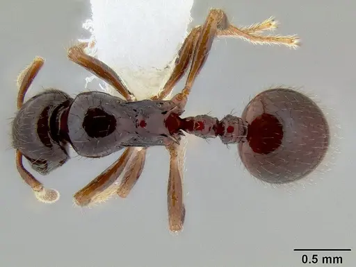 Lordomyrma desupra specimen