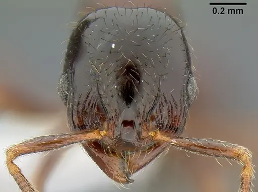 Lordomyrma desupra - CASENT0171002