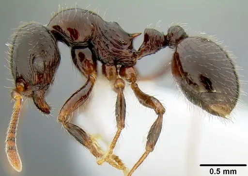 Lordomyrma desupra - CASENT0171002